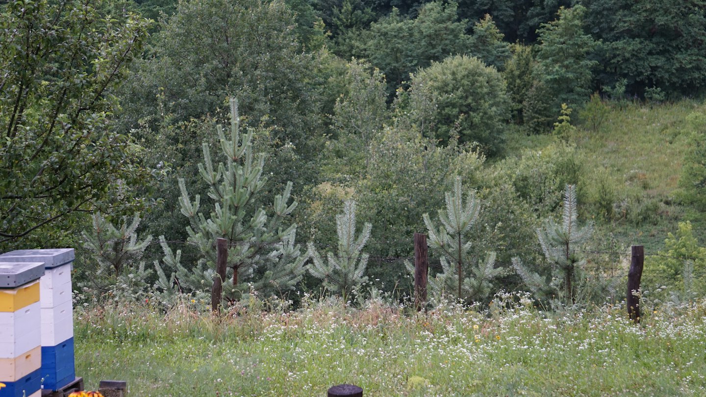 Zwei bunte Bienenstöcke stehen auf einer üppigen ländlichen Wiese.