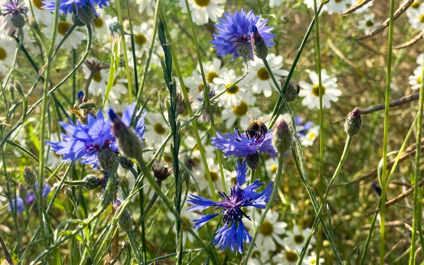 Eine Biene sammelt Nektar aus einer Kornblume auf einer Wiese.