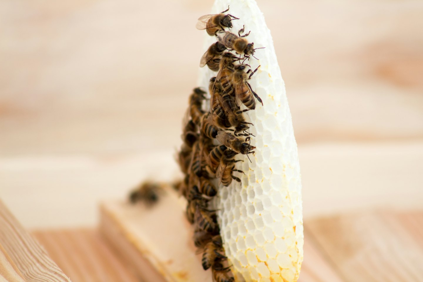 Honigbienen krabbeln auf einem weißen Wabenrahmen.